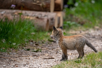 Naklejka premium Renardeaux en famille Suisse 2021