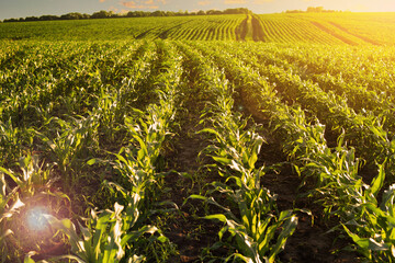 Rows of sprouting corn in fields somewhere in Ukraine