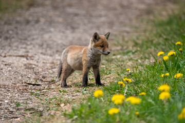 Renardeaux en famille Suisse 2021
