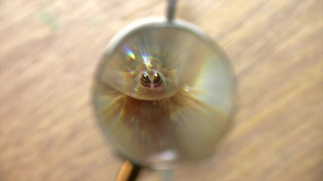 Magnifying glass moves in front of tadpole shrimp (Triops longicaudatus) and camera zooms in for closer view.