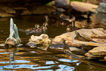 The turtle is crawling over the stones by the water.