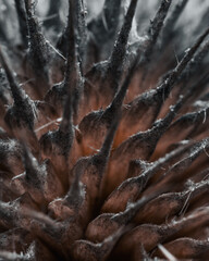 Macro shots, beautiful nature. Close-up of a beautiful dried plant