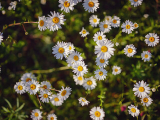 Daisies in sunny spring garden, beautiful outdoor floral background photographed with selective focus