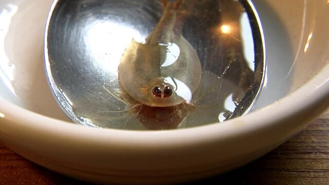 Close up of a tadpole shrimp (Triops longicaudatus) sitting in a spoon of water.