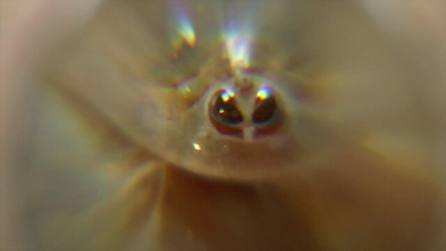 Camera pans across magnifying glass to close-up of tadpole shrimp (Triops longicaudatus).