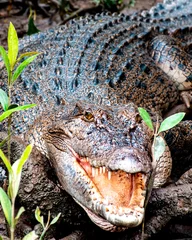 Muurstickers Crocodile from the Daintree rainforest, Queensland, Australia © Patrick