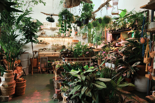 Image of botany garden or flower shop with different kinds of plants and flowers
