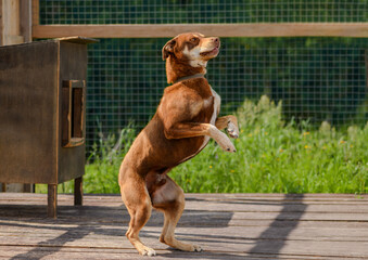 Dog is standing on its hind legs in a outdoor enclosure.