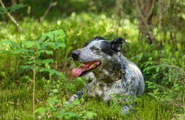 Happy dog is lying in a forest.