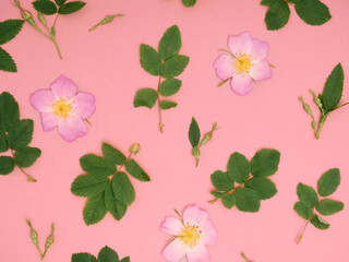 Floral pattern of pink wild roses on pink background.