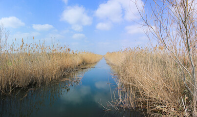 Obraz premium A beautiful river in the reeds.