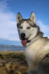siberian husky dog