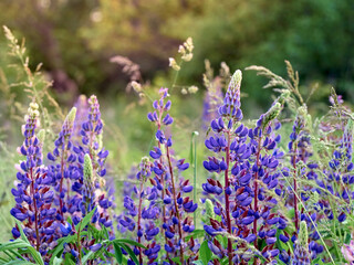 Lupin flowers blooms in the field.
