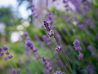 Soft focus on lavender flowers.