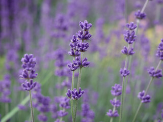 Obraz premium Soft focus on lavender flowers.