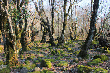 Moss covered stones in the forest.