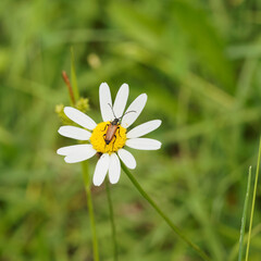 Obraz premium (Pseudovadonia livida) Lepture havane ou Pseudovadonie livide au corps brun noir, élytres brun rougeâtre appendice plus foncées, antennes noires