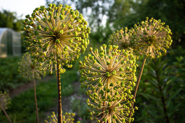 Beautiful ornamental plants in the summer garden in the rays of the setting sun