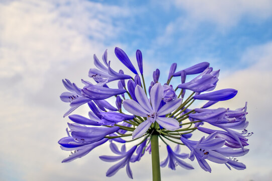 紫君子蘭images Browse 394 Stock Photos Vectors And Video Adobe Stock