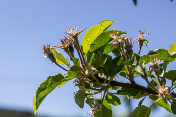 the apple tree has faded. In place of flowers appeared unripe apples