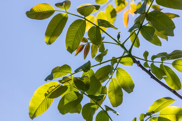 Walnut tree branches with green leaves on sky background in sunny weather