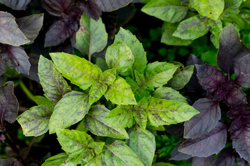 Fresh spicy basil leaves (green)