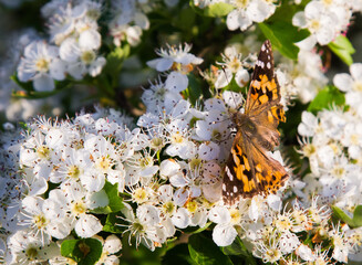 orange butterfly on white flowers in the sunlight