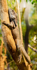 lizard on a tree