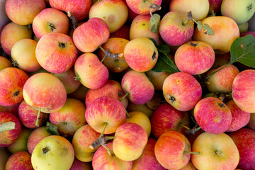 Fresh yellow-red small apples from the garden