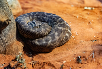 snake in the sand