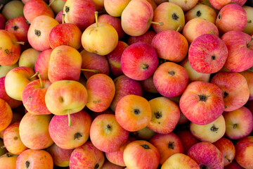 Fresh yellow-red small apples from the garden