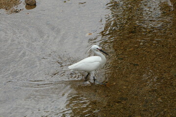 透き通った川の中にいる小鷺。　