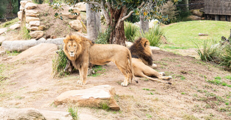 Adult Male lions
