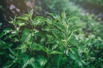 Nettle bush grows in the forest. Beautiful green background. Treatment plant.