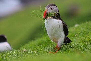Puffins on Mykines Island on Faroe Islands