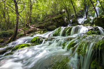 a river crossing throught a deep forest