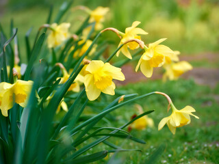 Close-up of yellow daffodil flowers.
