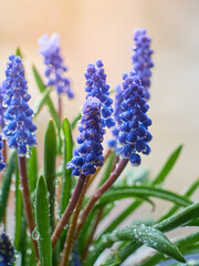 Muscari armeniacum plant with blue flowers.