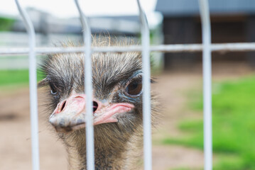 Ostrich in a zoo behind a metal grating.ostrich in the cage on a sumer warm day.