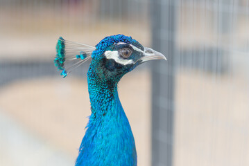 Obraz premium Blue peacock closeup on the farm.headshot of a peacock shot through a mesh cage.Sunny day.