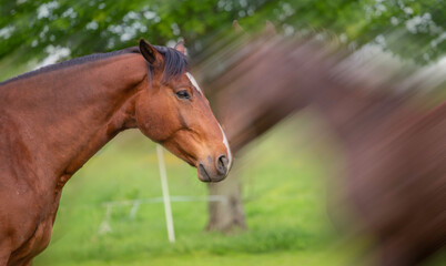 Beautiful brown horse in nature. Portrait