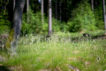 Fresh green meadow in the summer forest