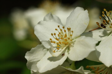 White flowers on a blooming tree in the summer sun.