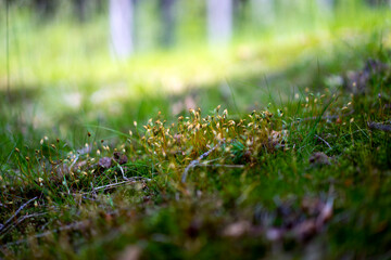 Fresh green moss in the forest

