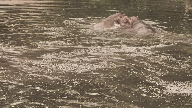 ippo Torpedo Through The Water