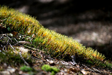 Fresh green moss in the forest
