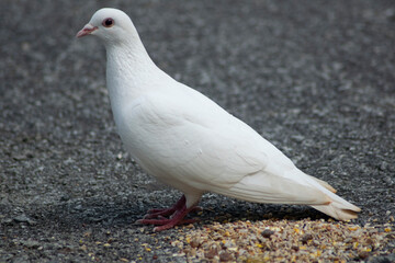 White bird feeding in Cornwall
