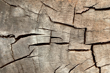 A closeup top view shot of a an old tree stump. Lines and patterns visible. Tree texture background. Nature background