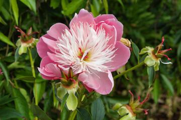 Paeonia lactiflora 'Bowl of Beauty'  in flower