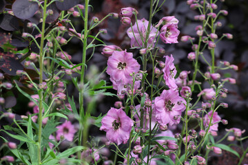 Purple Delphinium 'rosemary brock' in flower